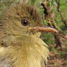 Bulbul verdâtre