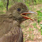 Bulbul verdâtre