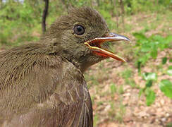 Bulbul verdâtre
