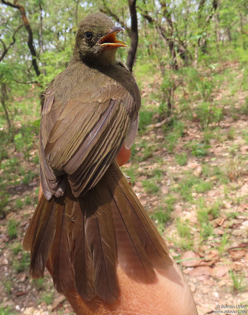 Bulbul verdâtreadulte