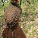 Bulbul verdâtre