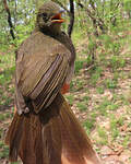Bulbul verdâtre