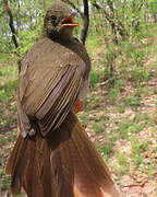 Bulbul verdâtre