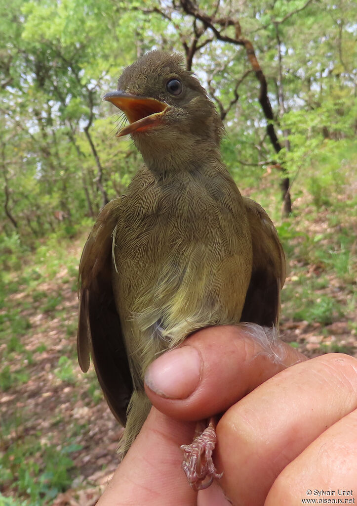 Bulbul verdâtreadulte