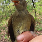 Bulbul verdâtre