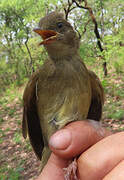 Bulbul verdâtre