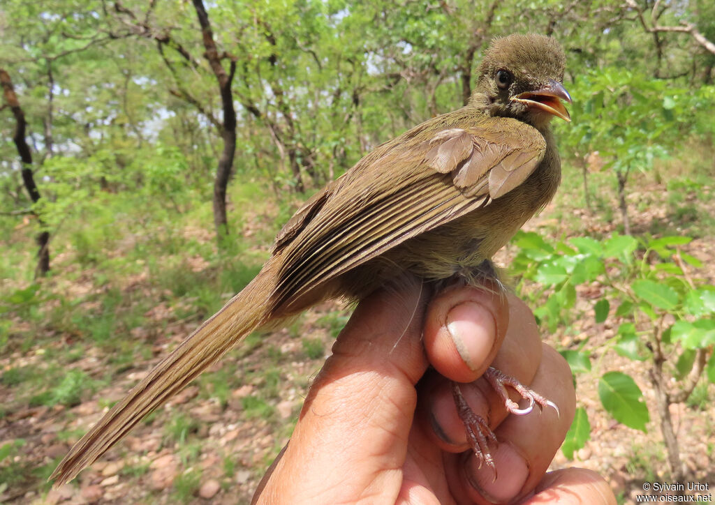 Bulbul verdâtreadulte
