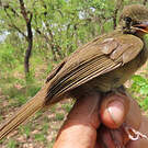 Bulbul verdâtre