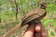 Bulbul verdâtre