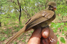 Bulbul verdâtre