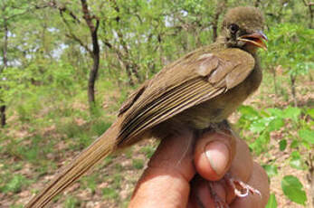 Bulbul verdâtre