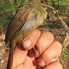 Bulbul verdâtre