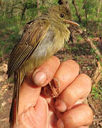 Bulbul verdâtre