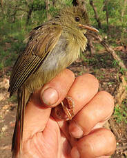 Bulbul verdâtre