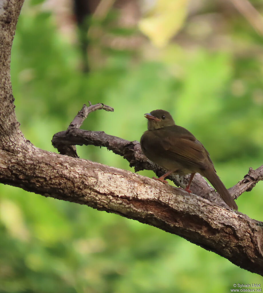 Bulbul verdâtre