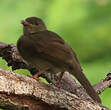 Bulbul verdâtre