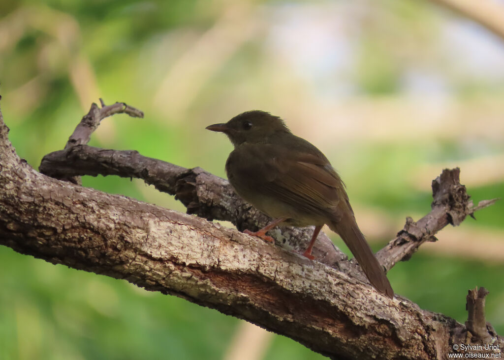 Bulbul verdâtreadulte