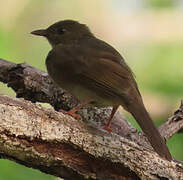 Bulbul verdâtre