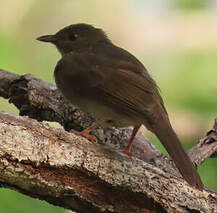 Bulbul verdâtre