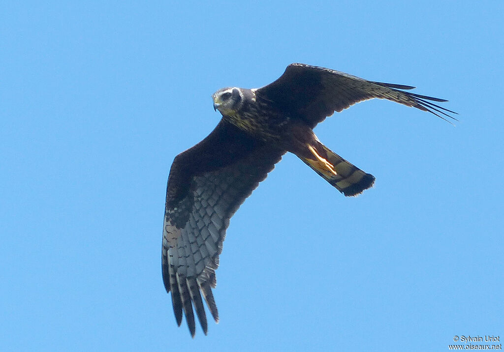 Long-winged HarrierFirst year