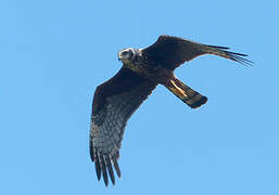 Long-winged Harrier