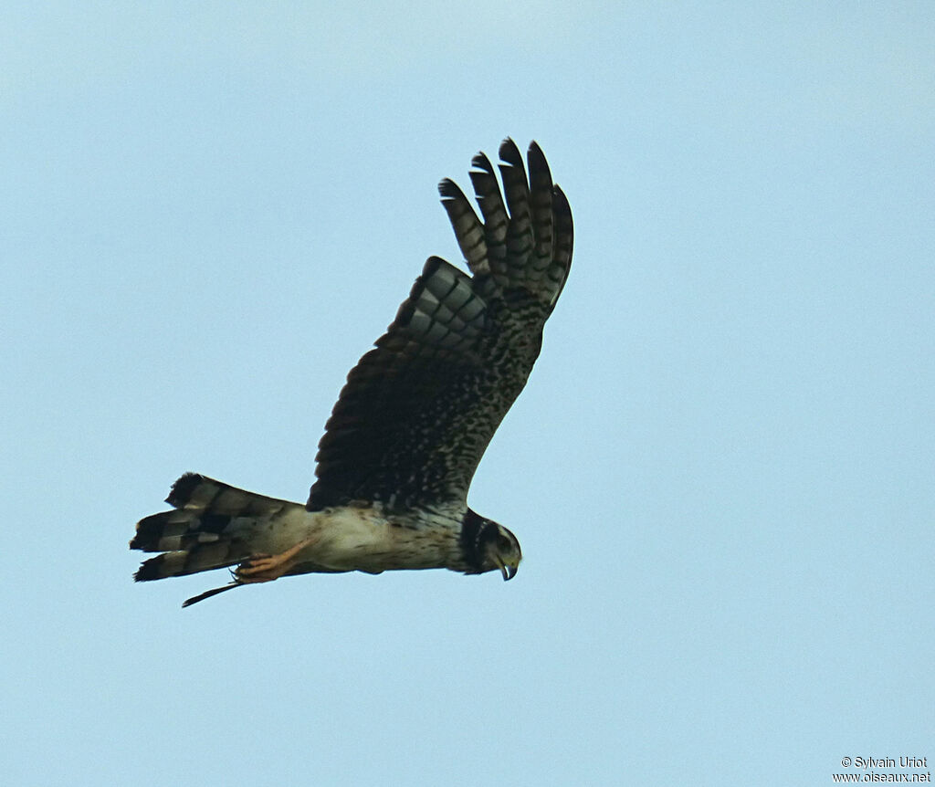 Long-winged Harrier female adult