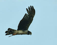 Long-winged Harrier