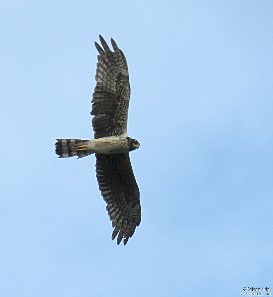 Long-winged Harrier female adult