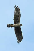 Long-winged Harrier