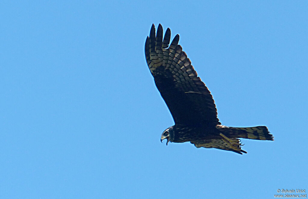 Long-winged Harrierimmature