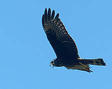 Long-winged Harrier