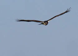 Long-winged Harrier