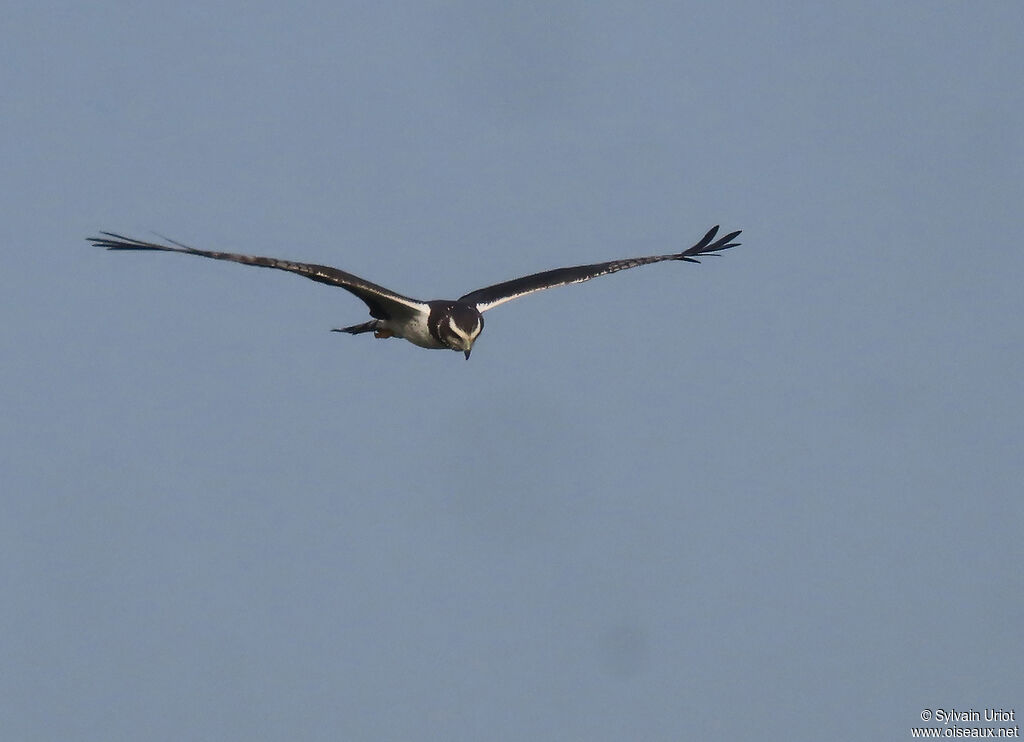 Long-winged Harrieradult