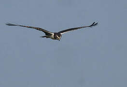 Long-winged Harrier