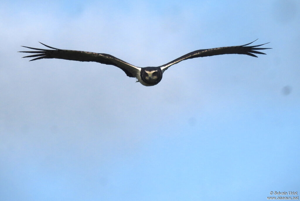 Long-winged Harrieradult