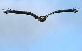 Long-winged Harrier