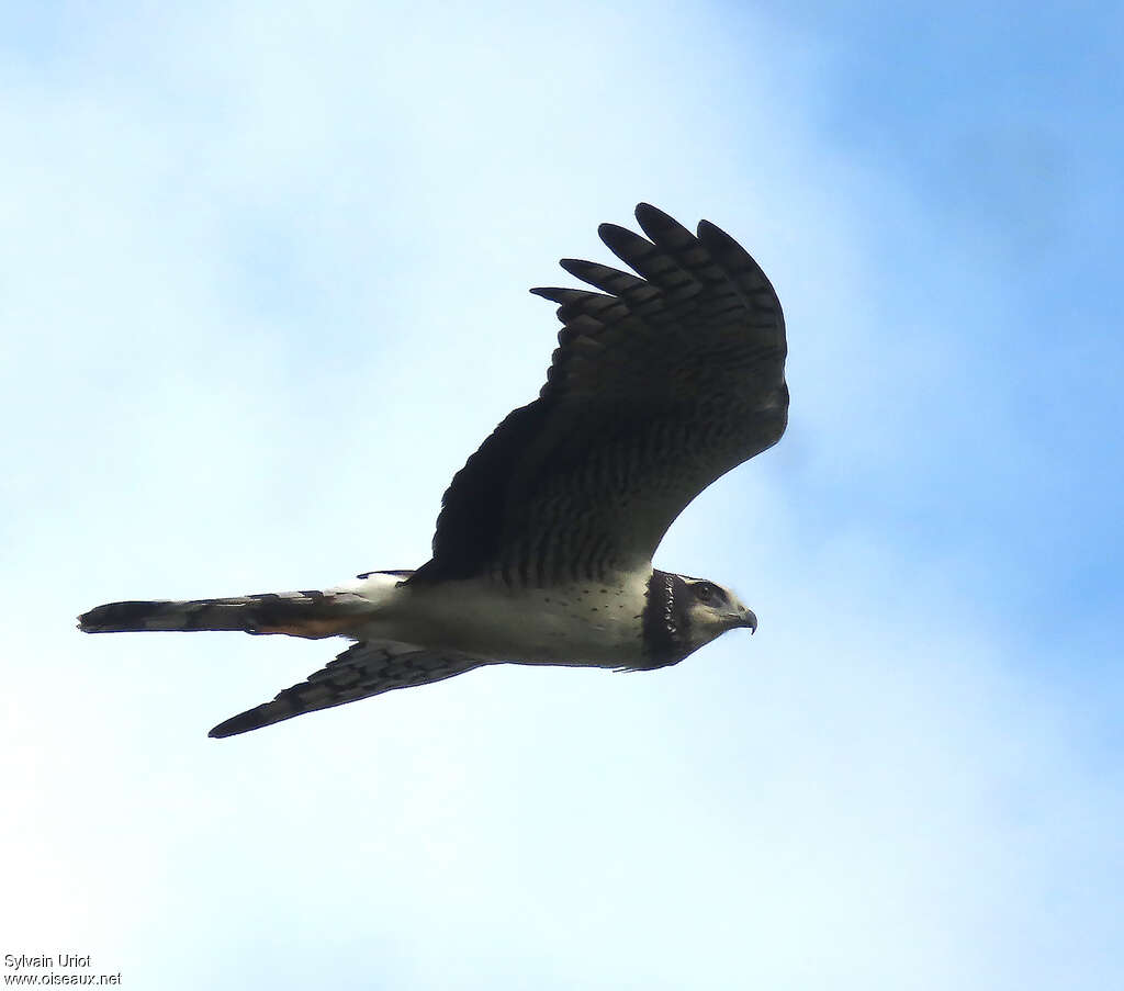 Long-winged Harrieradult, Flight