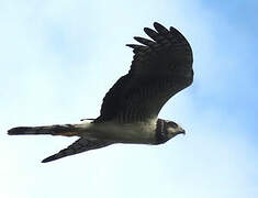 Long-winged Harrier