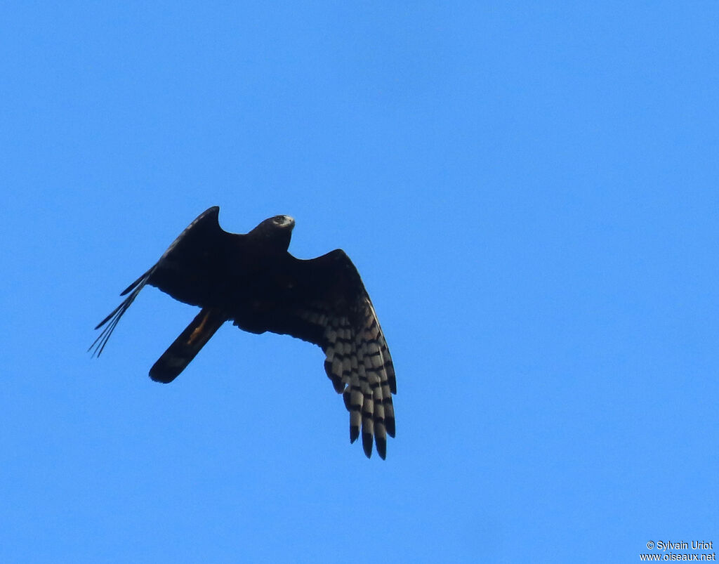 Long-winged Harrieradult