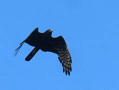 Long-winged Harrier