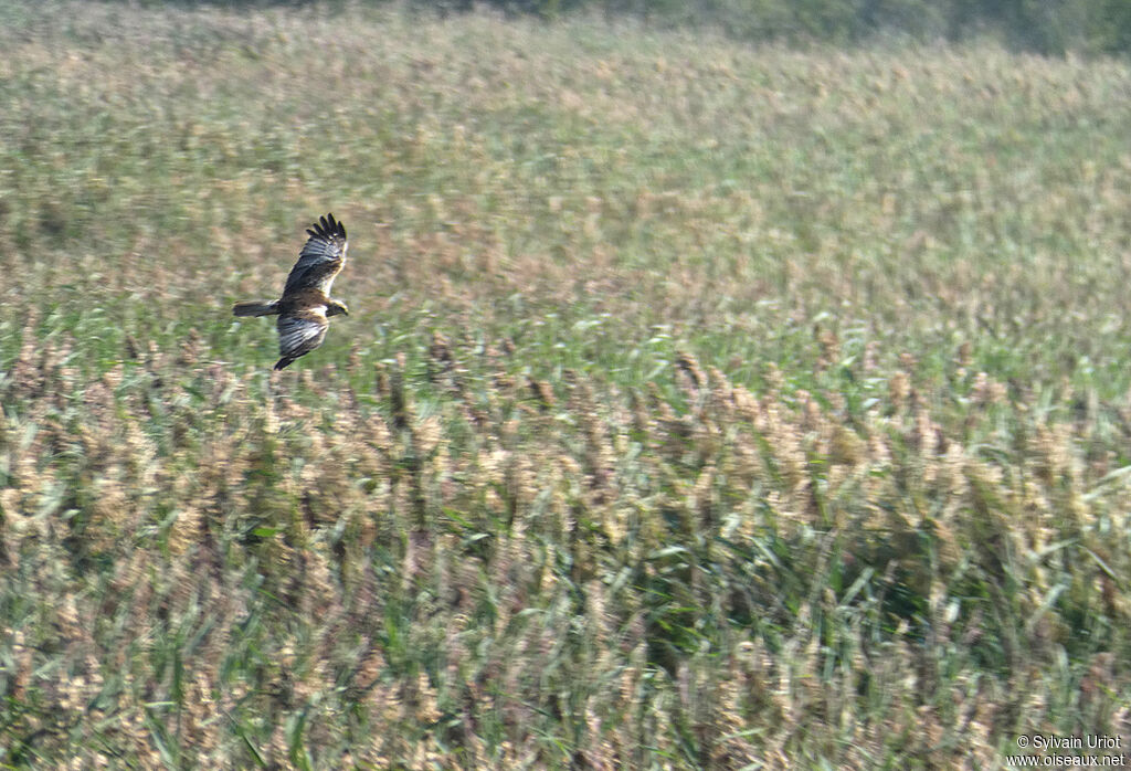 Western Marsh Harrier male adult