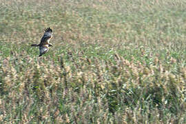 Western Marsh Harrier