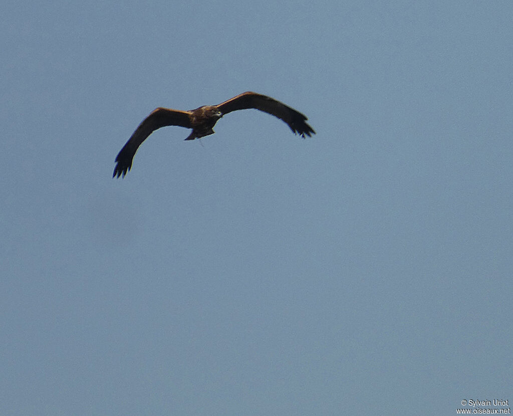 Western Marsh Harrier male adult