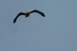 Western Marsh Harrier