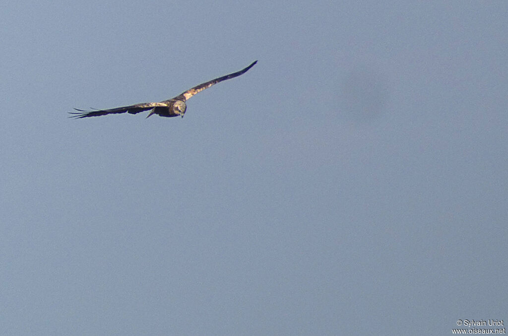 Western Marsh Harrier female adult