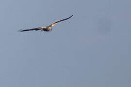 Western Marsh Harrier