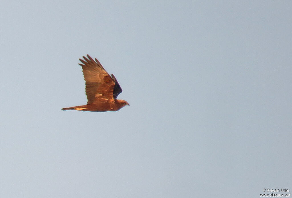 Western Marsh Harrier