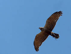 African Marsh Harrier