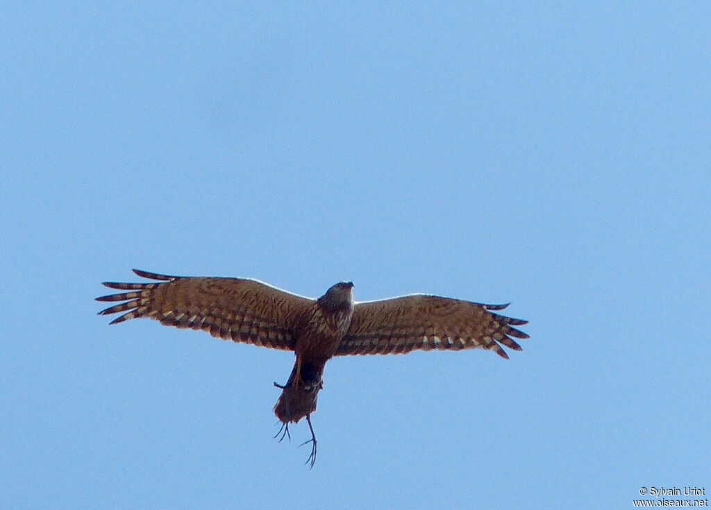 African Marsh Harrieradult