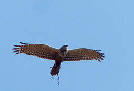 African Marsh Harrier